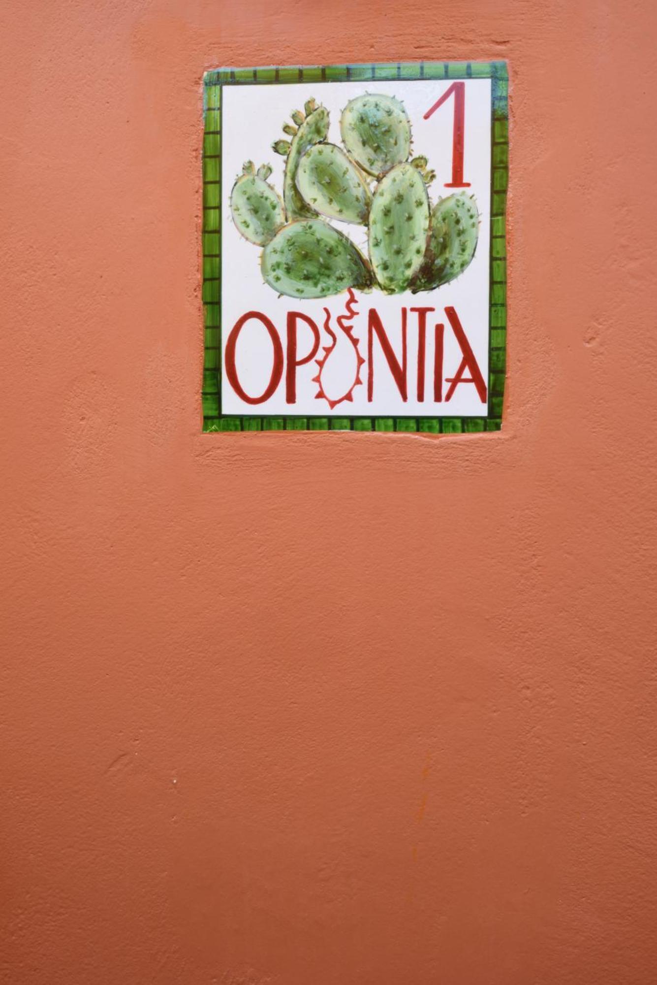 Cactus Hydra - Art Apartments Camera foto