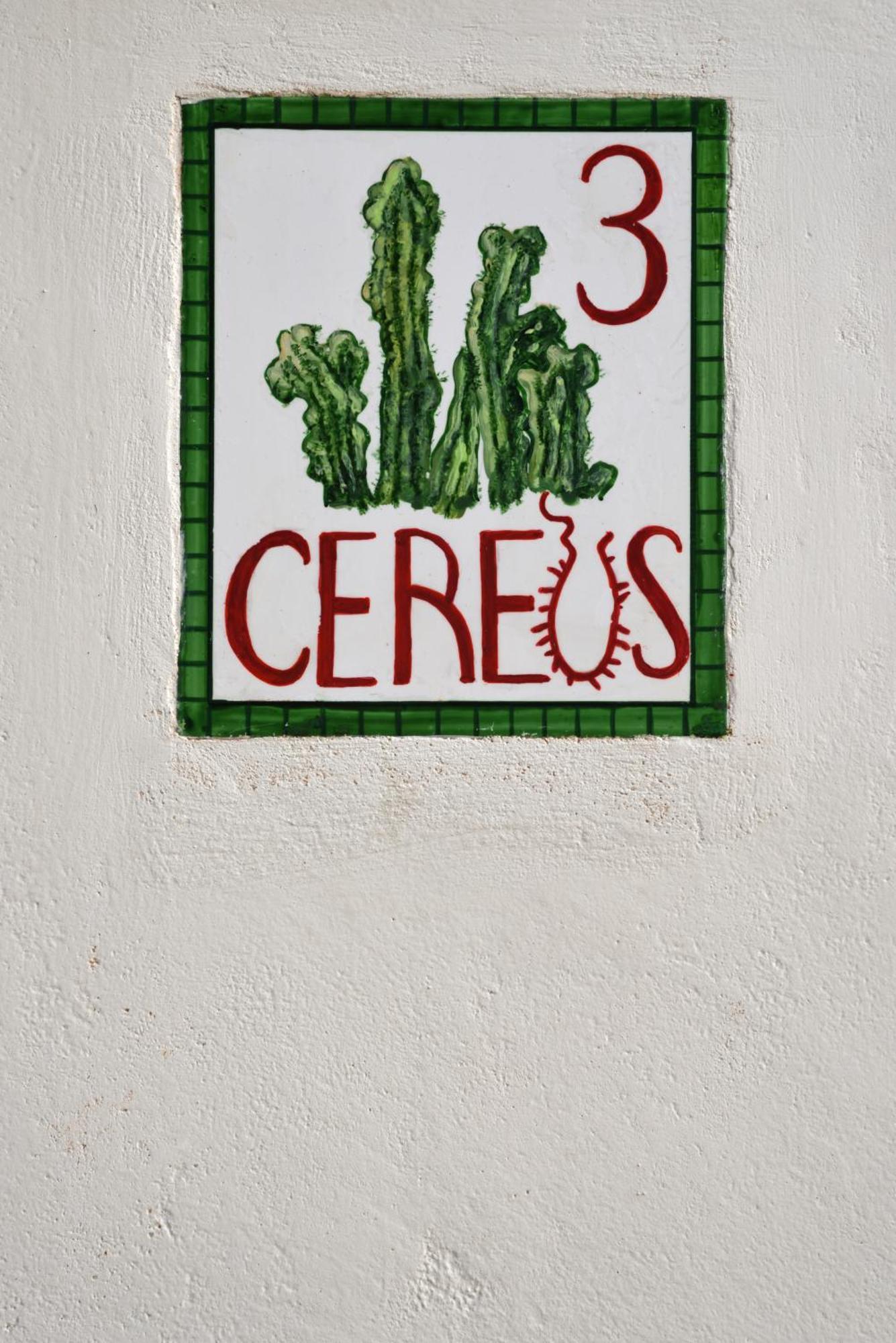 Cactus Hydra - Art Apartments Camera foto